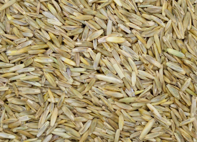 Annual Ryegrass (Ranahan) - Tetraploid