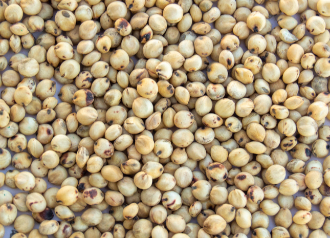 Sorghum Sudan (Short King BMR Dwarf PPS)