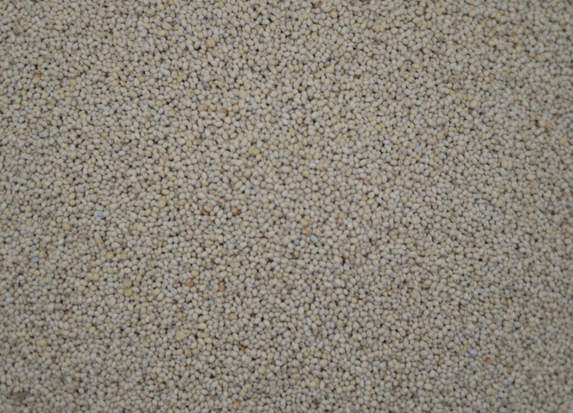 Teff Grass (HayMaker)