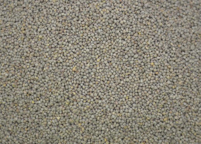 White Clover (Stamina Intermediate) - OMRI Inoculated