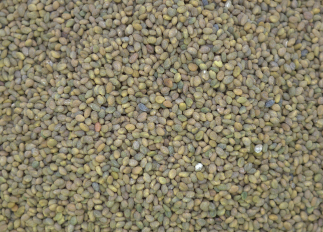 Sweet Clover (Yellow Blossom) - OMRI Inoculated