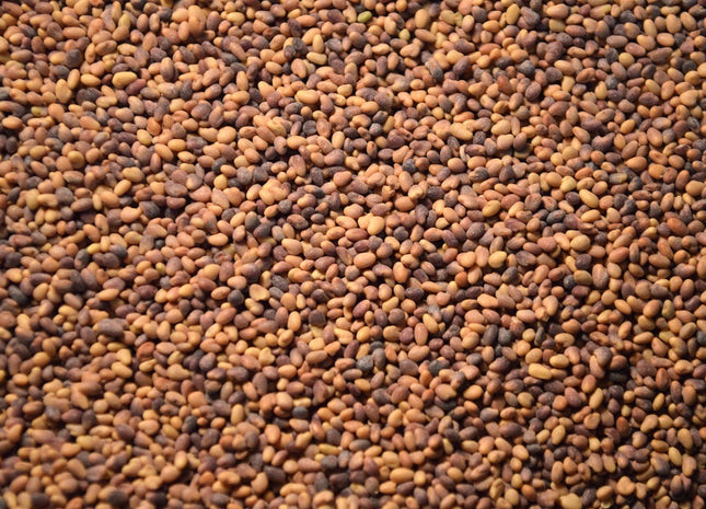 Alfalfa (Vernal) - OMRI Inoculated