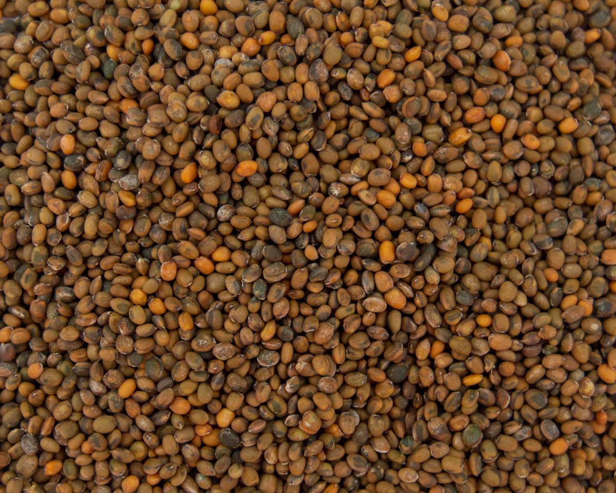 Arugula, Roquette - Morgan County Seeds