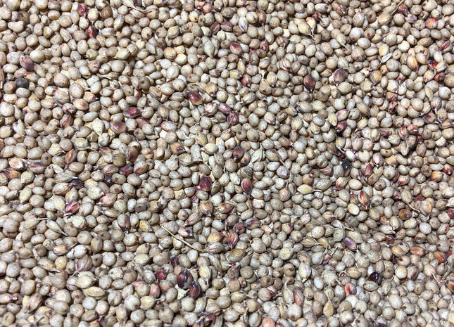 Forage Sorghum (Sweet Cane Max MS)