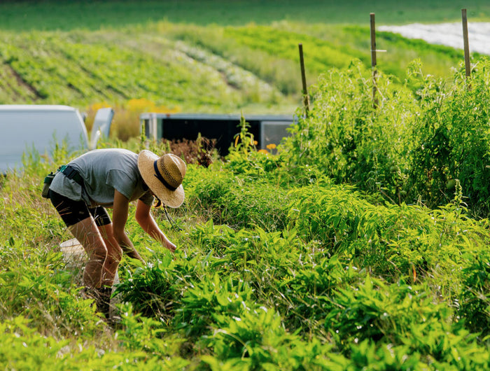 Healthy soil = healthy food