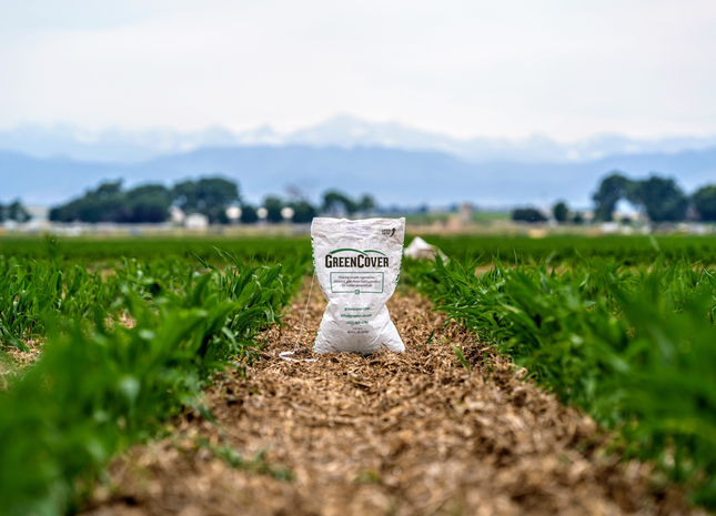 Cereal Rye (Cardinal)