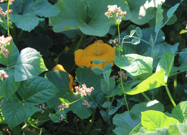 Milpa Garden Warm Season