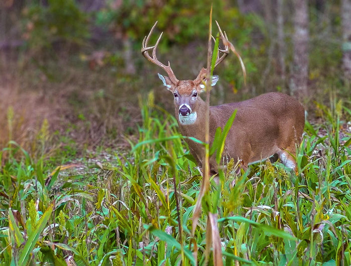 Food Plots that Grow Deer