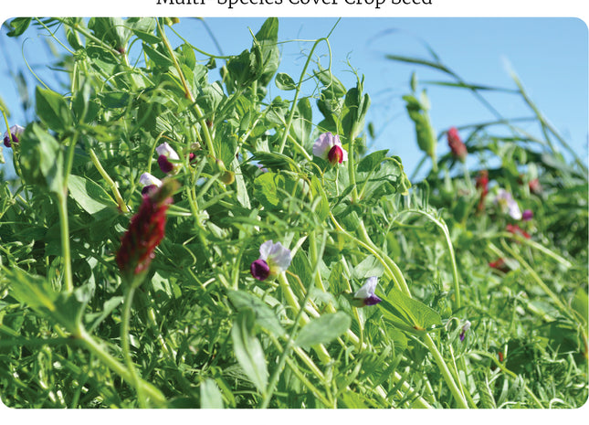 Cool Season Soil Builder