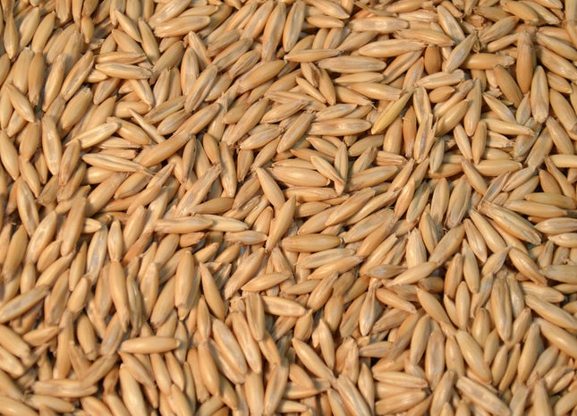 Organic Jerry Spring Oats