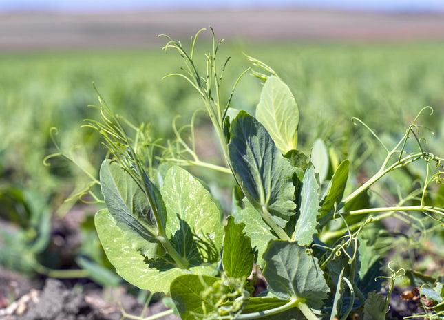 Winter Peas (Austrian)
