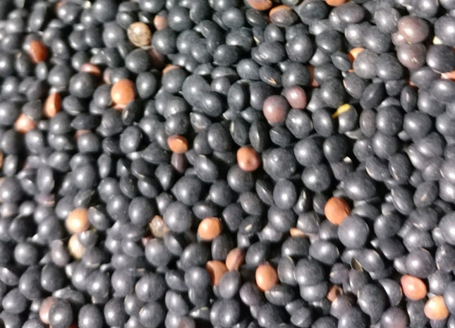 Spring Lentil (Crimson)