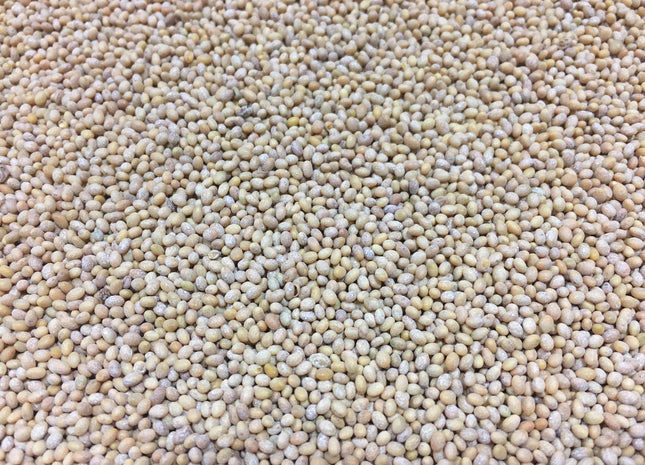 Crimson Clover (Dixie) - OMRI Inoculated