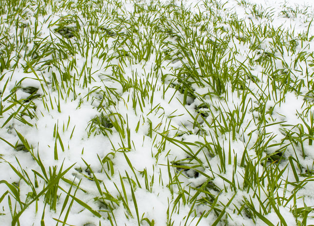 Overwintering Mix