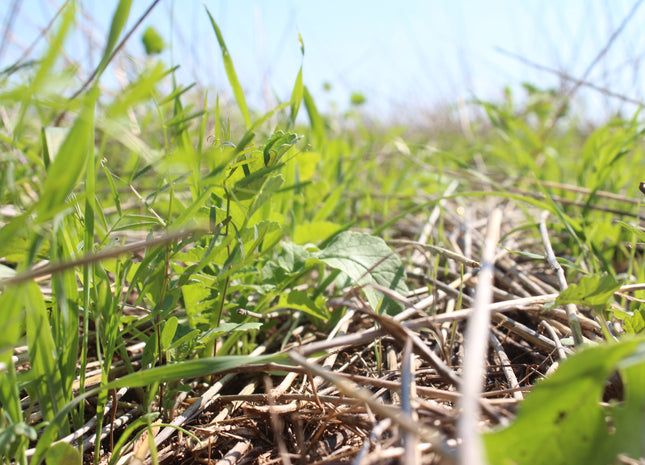 Cool Season Soil Builder