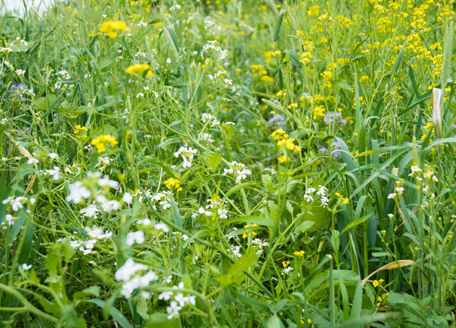 Cool Season Pollinator Mix