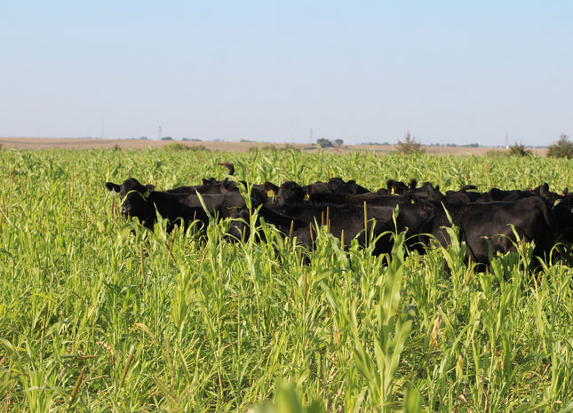 Warm Season Grazing Mix