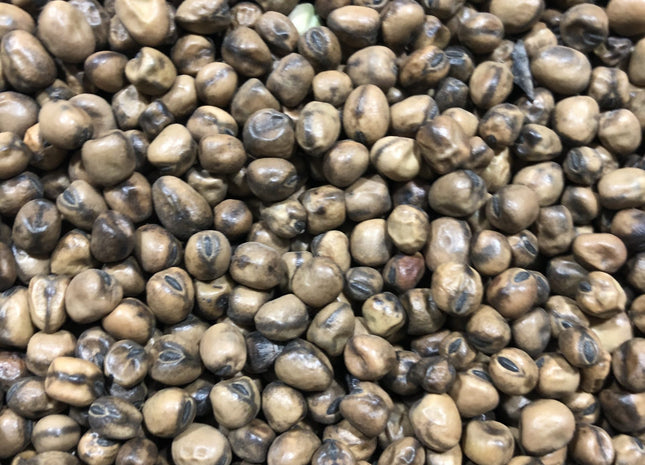 Faba Bean