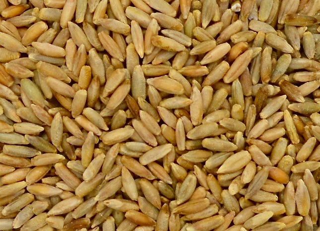 Cereal Rye (Elbon)
