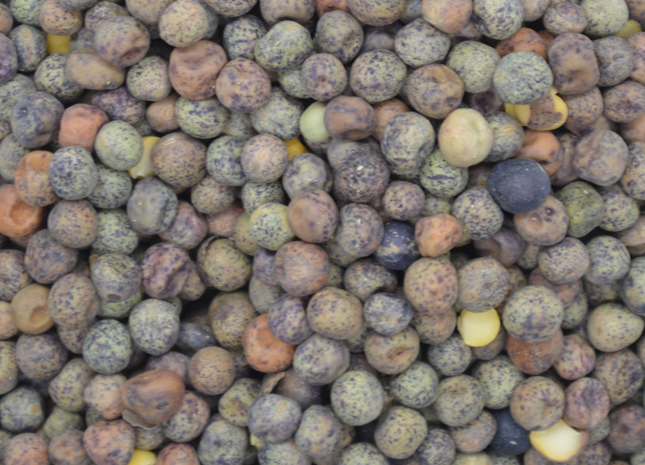 Organic 4010 Spring Forage Pea