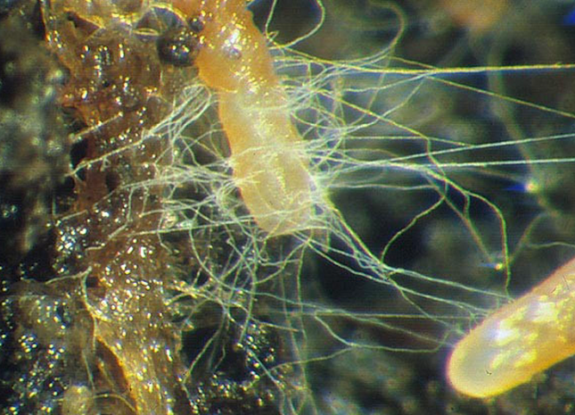 Mycorrhizal Mix
