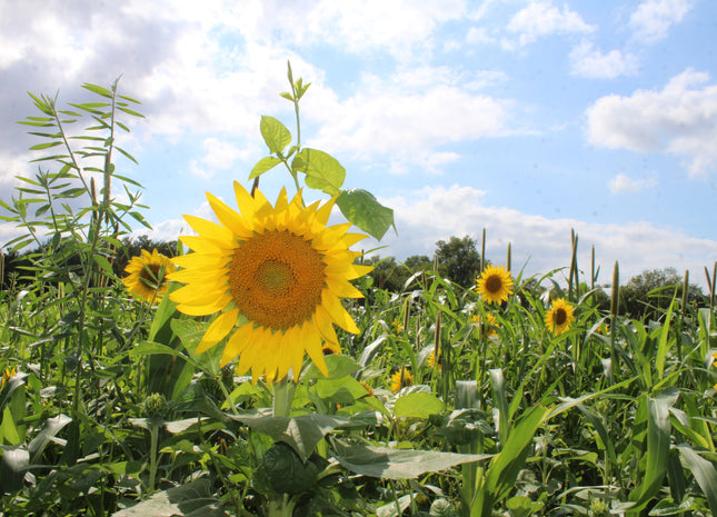 Warm Season Soil Builder