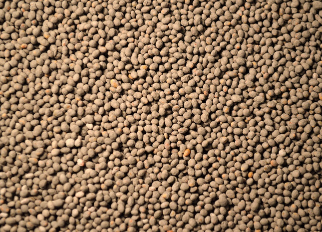 Berseem Clover (Frosty) - OMRI Inoculated