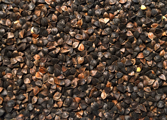 Buckwheat (Mancan)