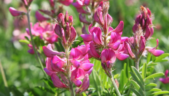 Perennial Pollinator