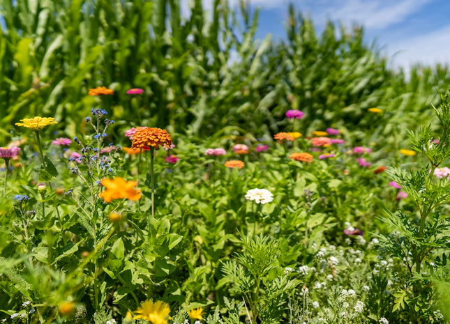 Showy Flower Mix