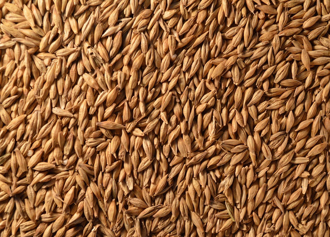 Winter Barley (P919) - Beardless