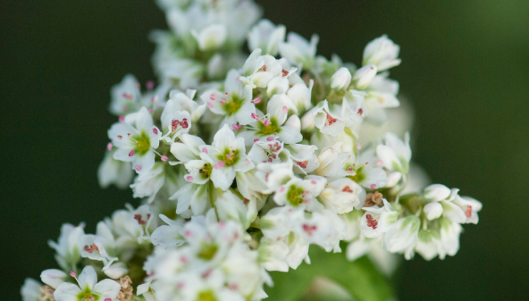 Warm Season Pollinator