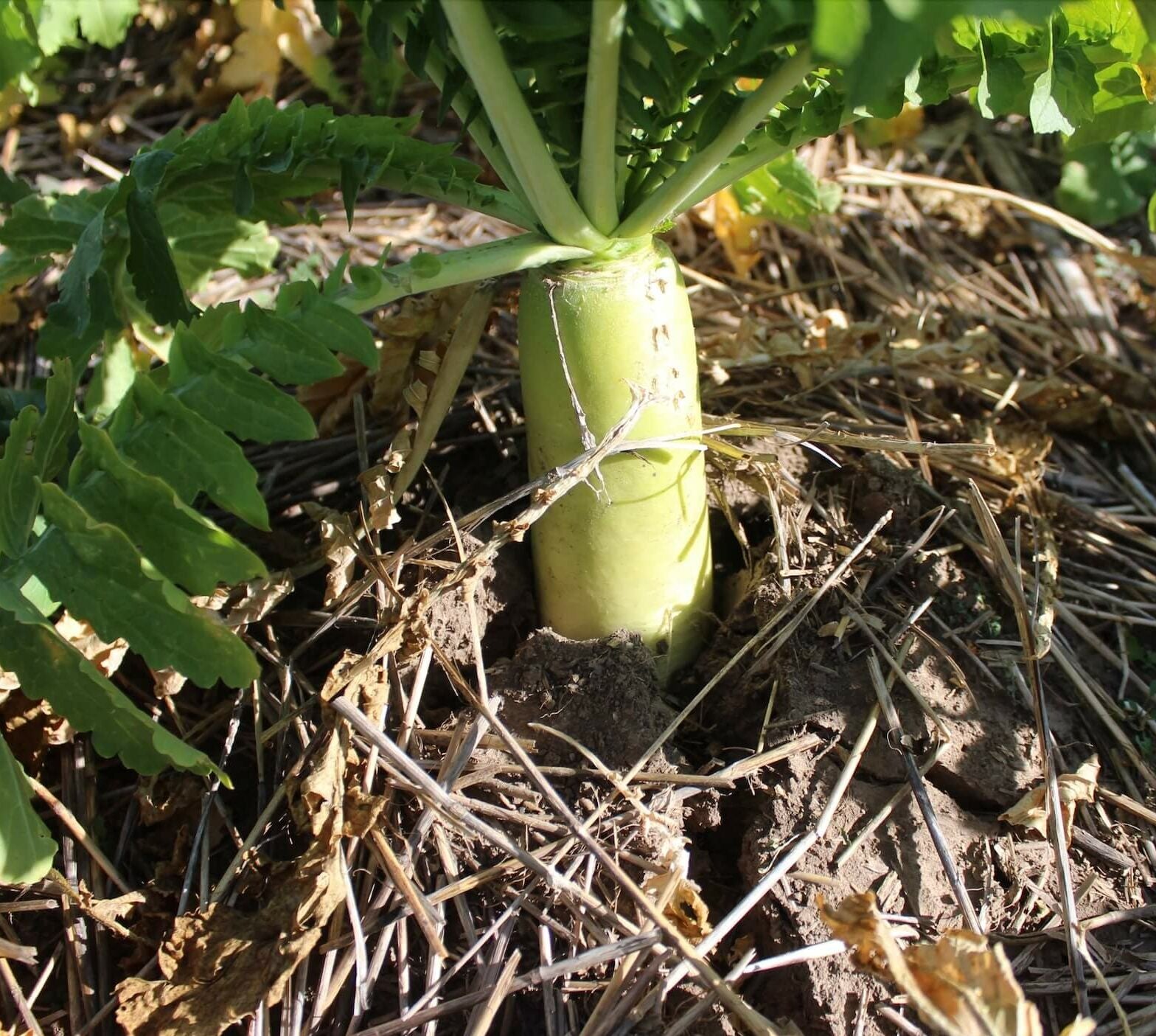 Green Cover's Top 10 Brassicas