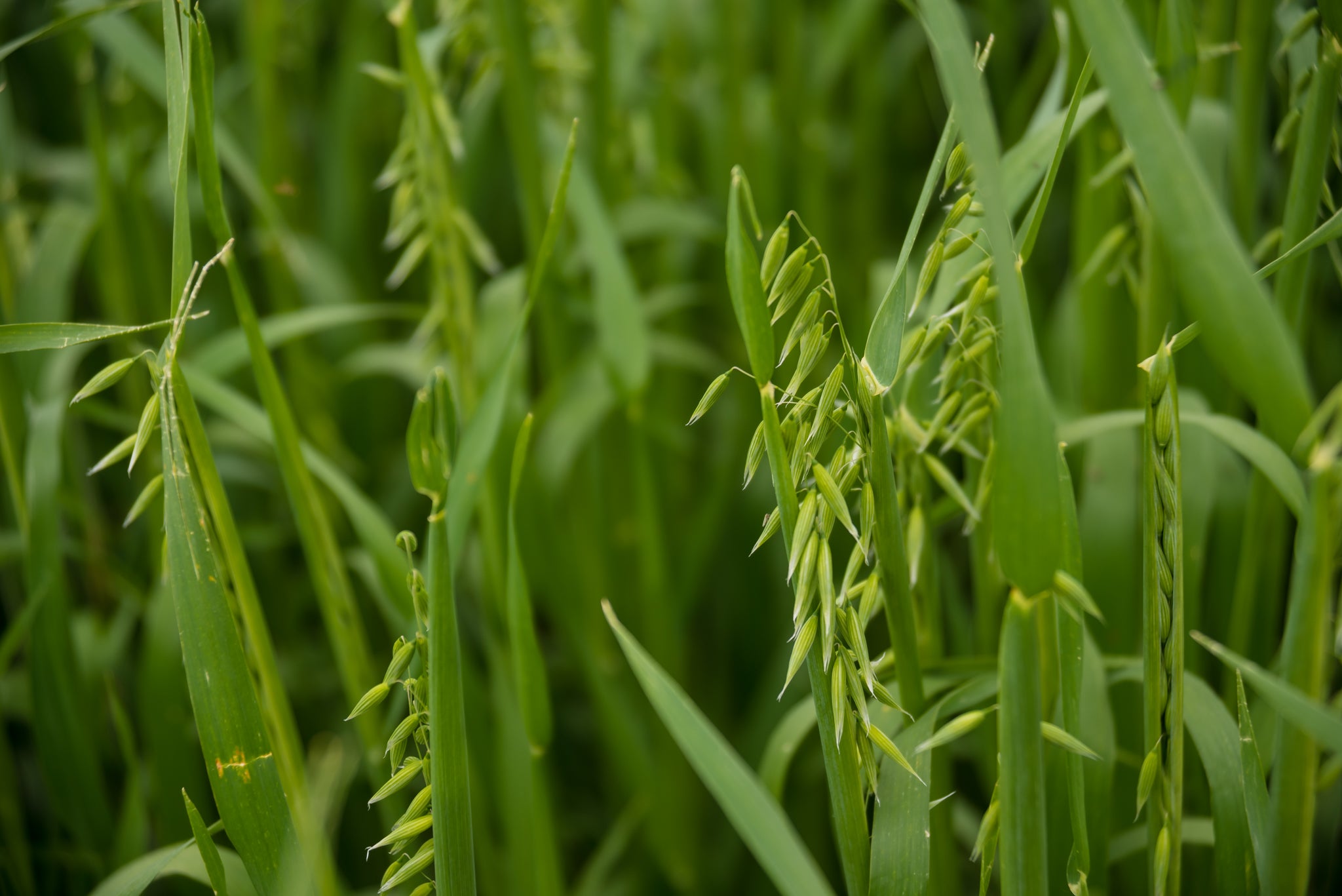 Oats, Peas, and Barley - An Iconic Trio