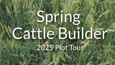 Spring Cattle Builder: High-Protein Forage for Early Grazing