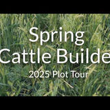Spring Cattle Builder: High-Protein Forage for Early Grazing