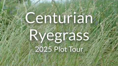 Annual Ryegrass for Winter Grazing: Diploid vs. Tetraploid Varieties