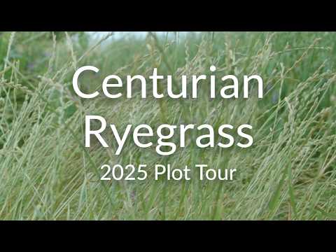 Annual Ryegrass for Winter Grazing: Diploid vs. Tetraploid Varieties
