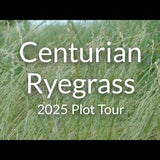 Annual Ryegrass for Winter Grazing: Diploid vs. Tetraploid Varieties