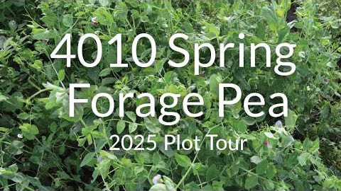 Spring Forage Pea: Fast Nitrogen and Forage in 3 Months