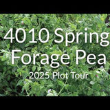 Spring Forage Pea: Fast Nitrogen and Forage in 3 Months