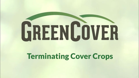 Spring Cover Crop Termination: Timing, Methods, and What Works