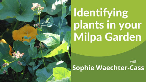 Identifying Plants in Your Milpa Garden