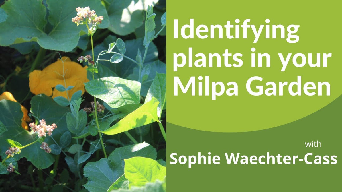 Identifying Plants in Your Milpa Garden