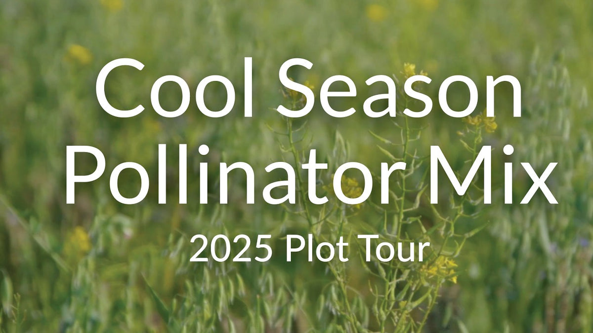 Cool Season Pollinator Mix: 15+ Flowers for Beneficial Insects