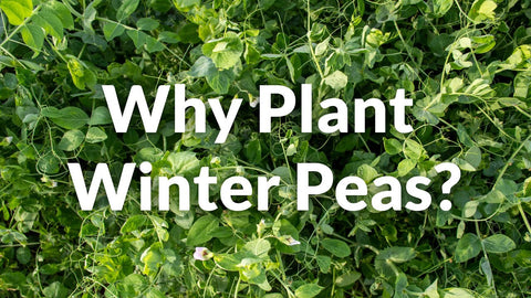 Winter Peas for Spring Grazing and Nitrogen