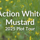 Action White Mustard: Fast Growth, Nematode Control & Reliable Flowering