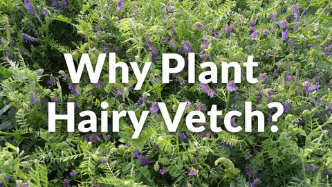 Hairy Vetch: Free Nitrogen from the Air