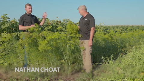 Dill as a Cover Crop: What We're Learning in Our Test Plot