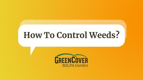 Weed Control in Milpa: Hand Weeding, Cereal Rye Mulch, and What Works